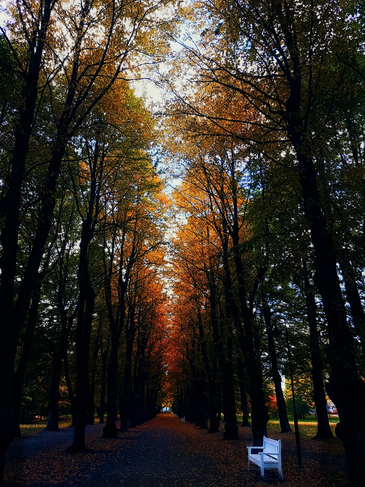 trees