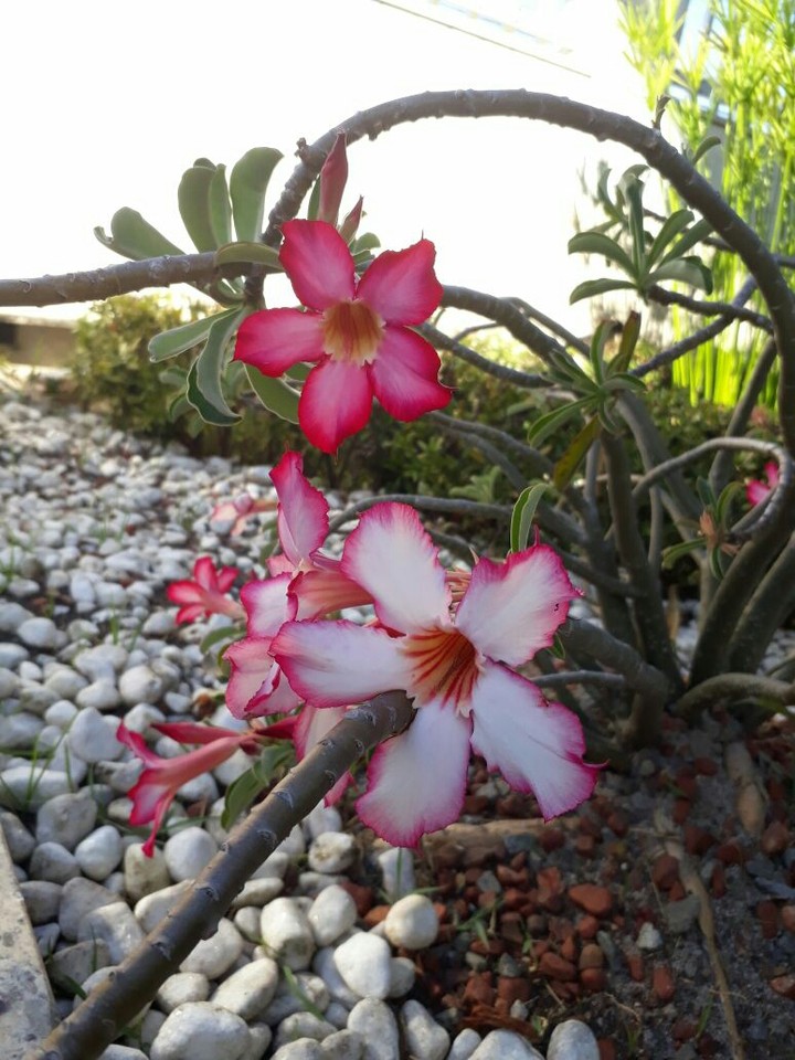 flor do deserto