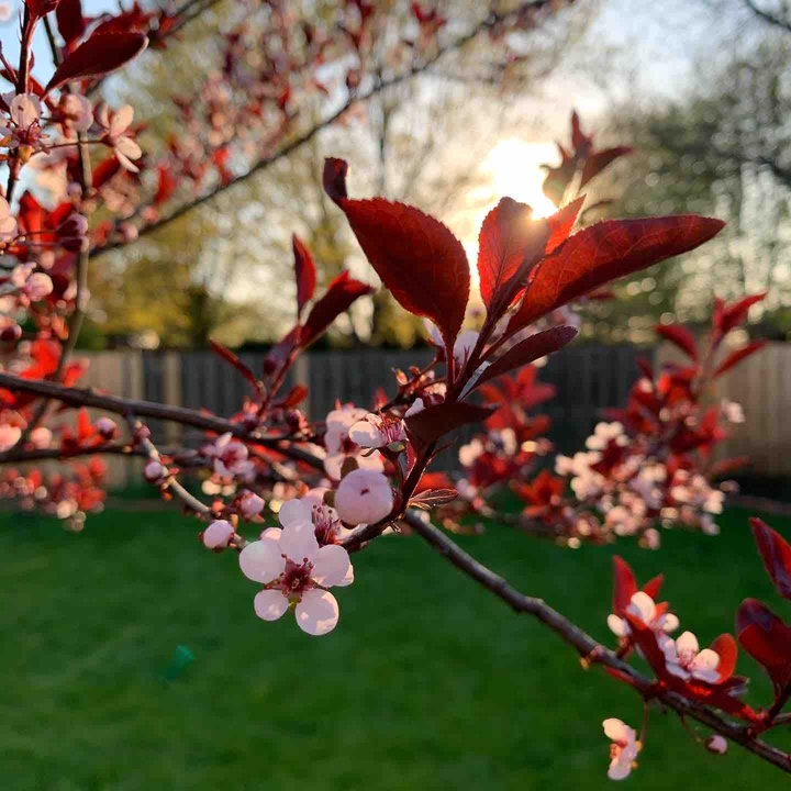 Blossoms in the Sunset