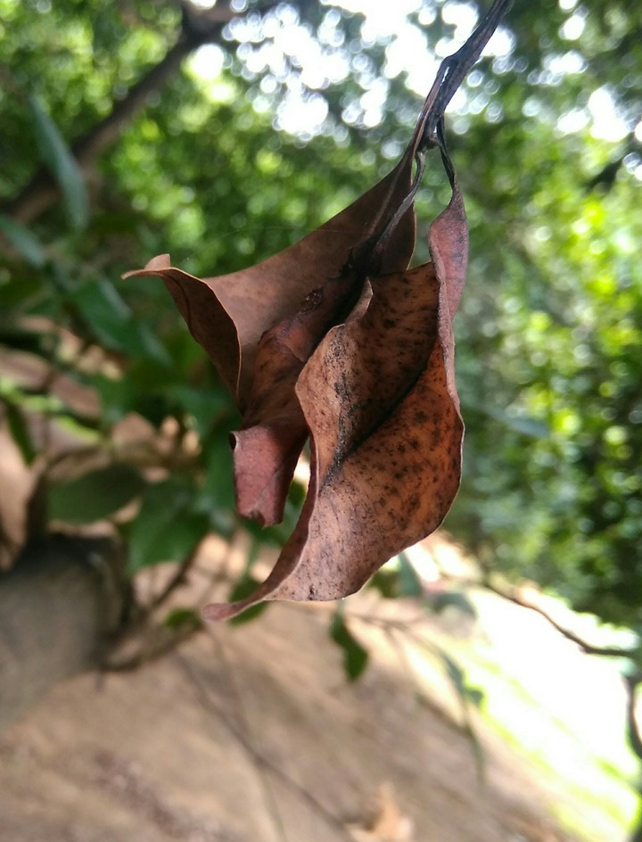 leaf