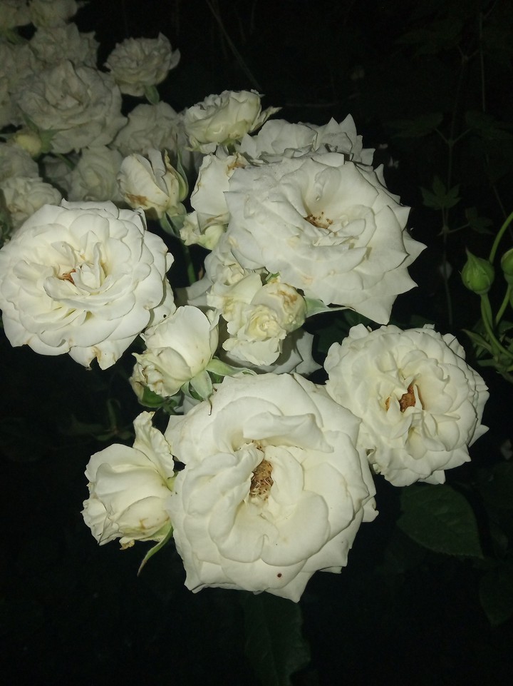 White Rose