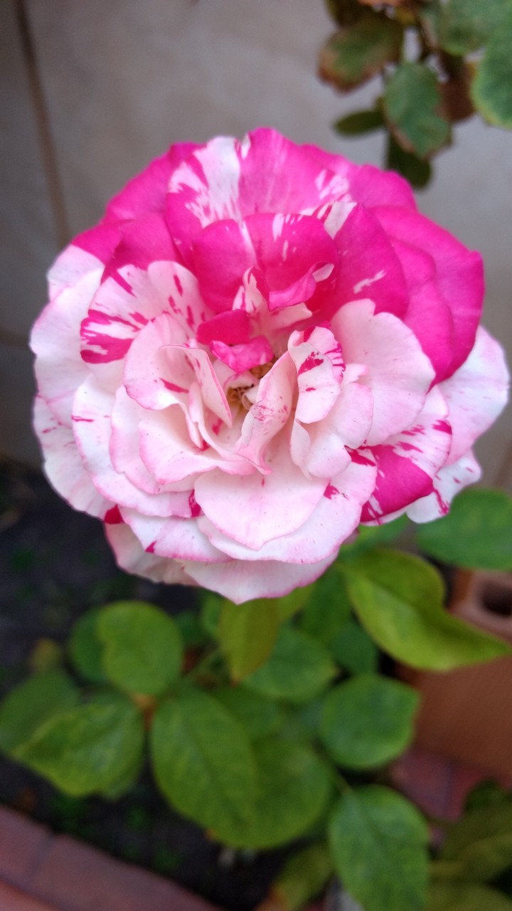 Rosa