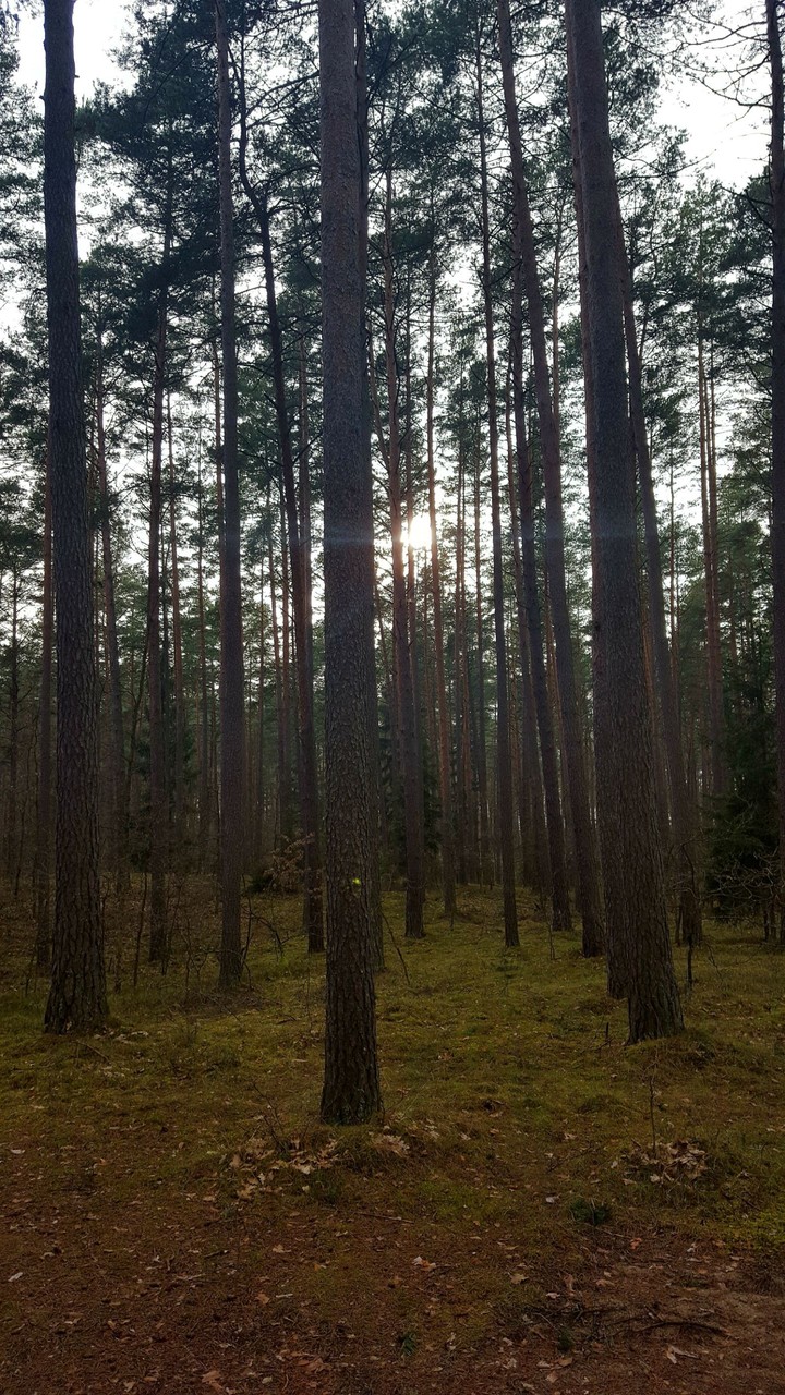 Polish forest 2nd time.