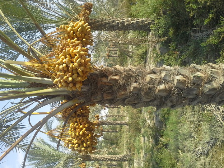 dashtestan