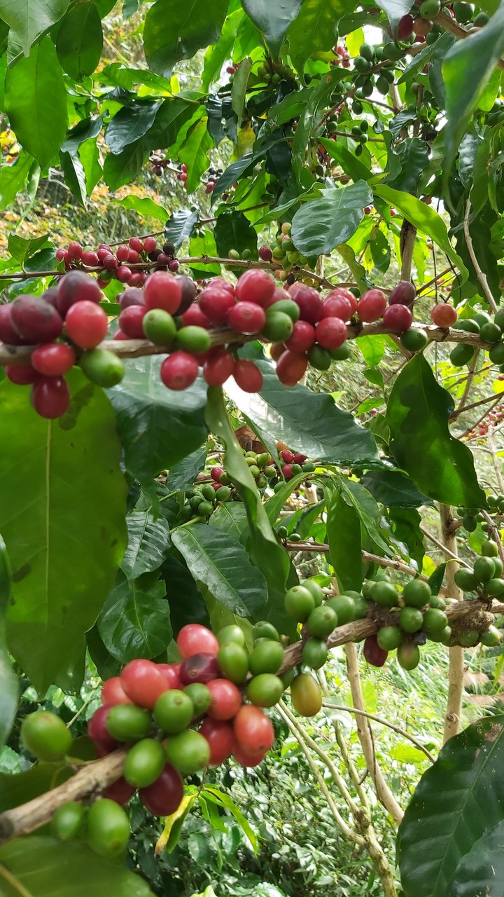 coffee