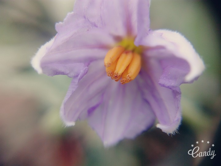 purple flower