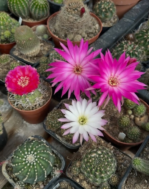 Cactus, thorns Hintergrundbilder