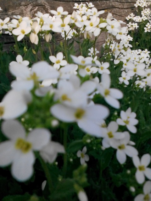 тапети photo, nature