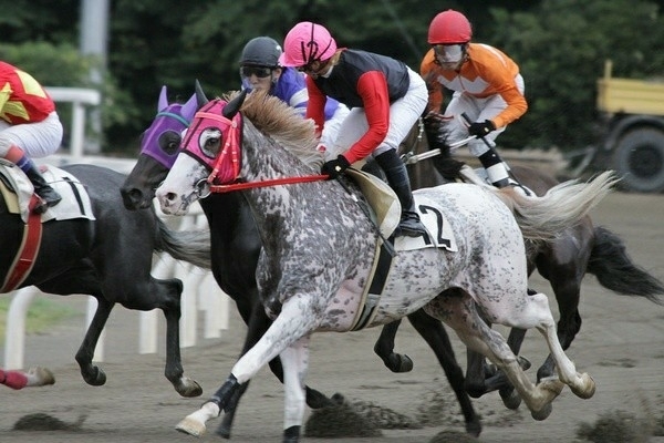 All the Pretty Horses