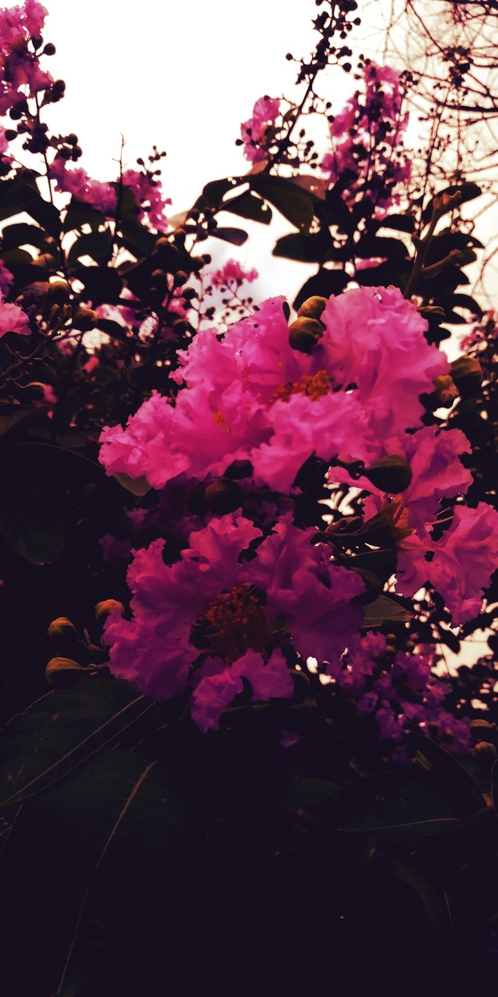 flower love