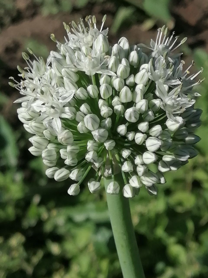 White Ball