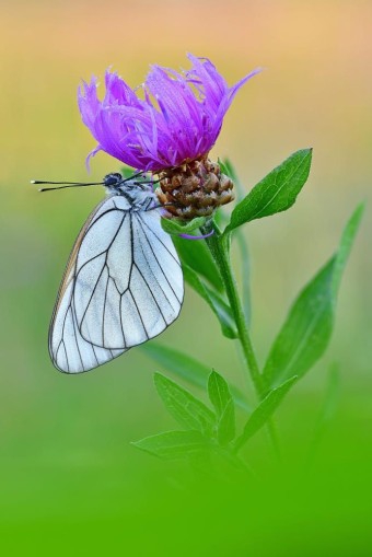 Flowers and butterflies