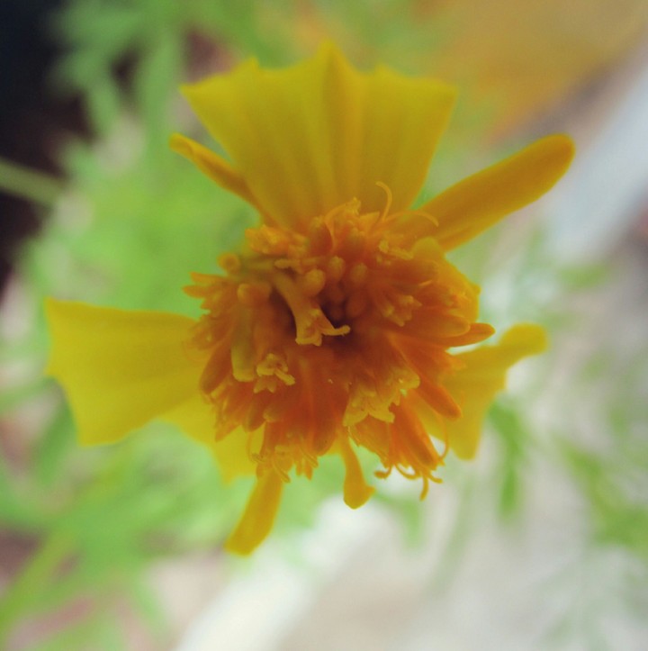Y ellow Flower . series 2.1
