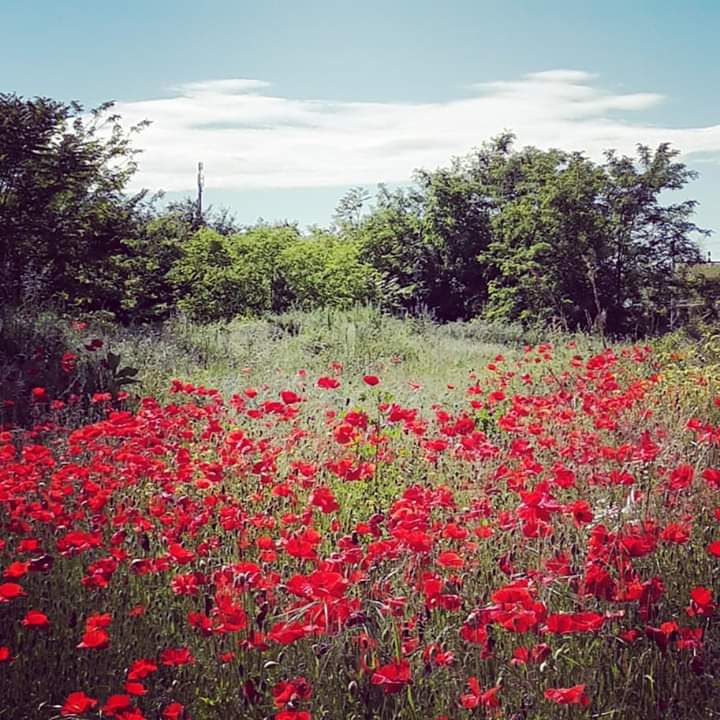 I love poppies!