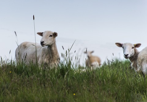 tapety Livestock, ecoregion