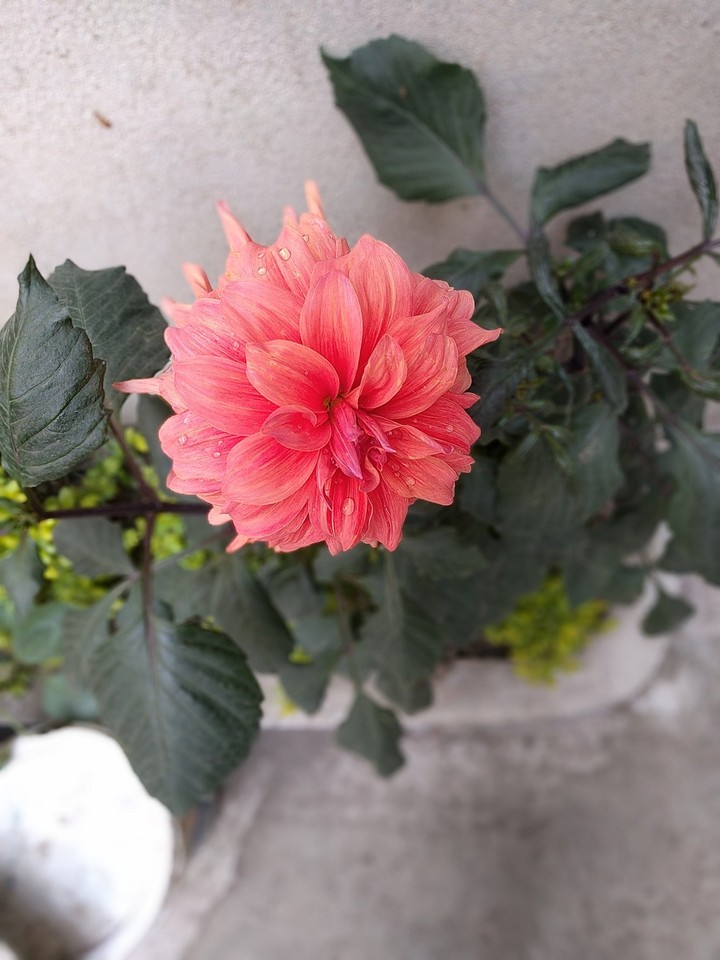flower photography