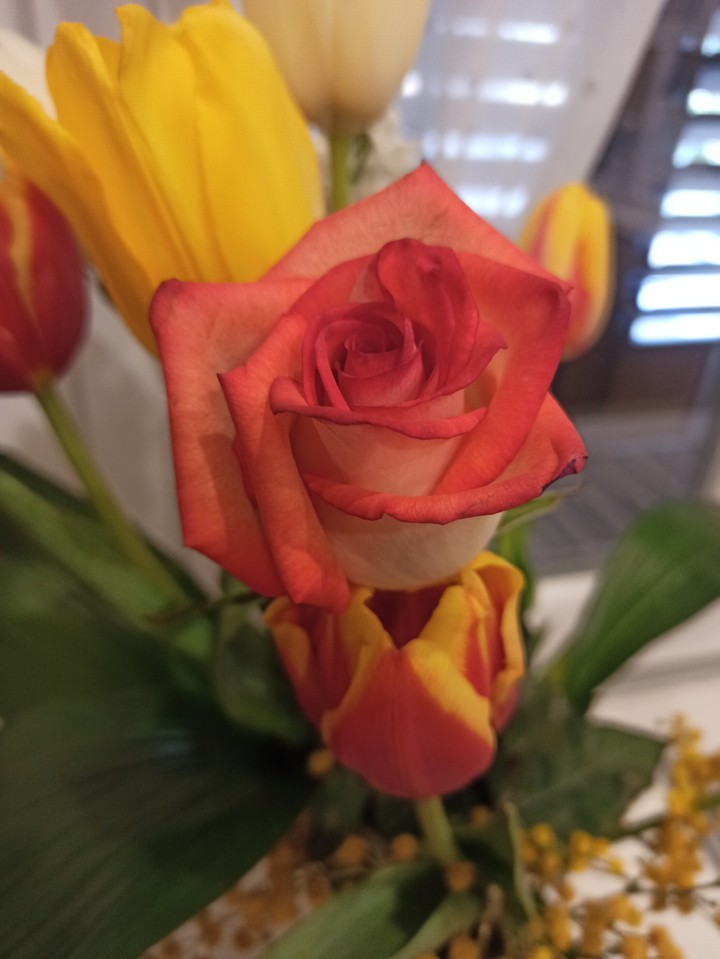 Rosa