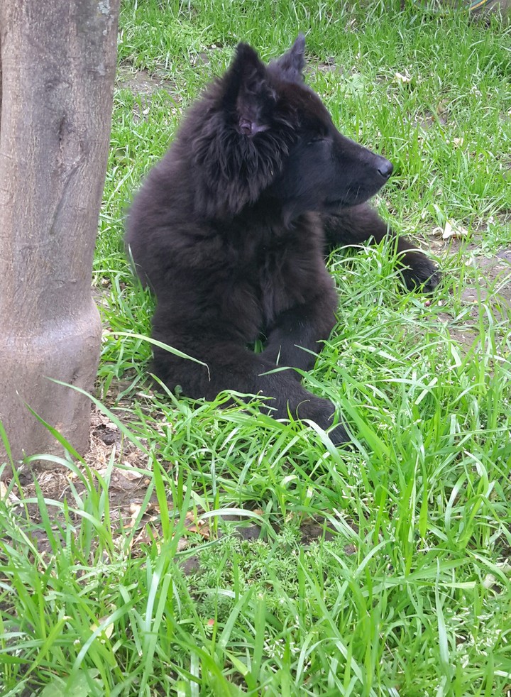 Ovejero belga groenendael