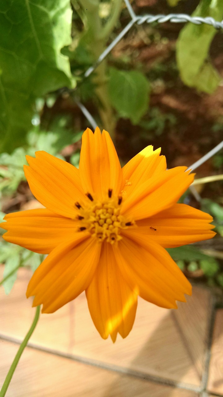 Flower