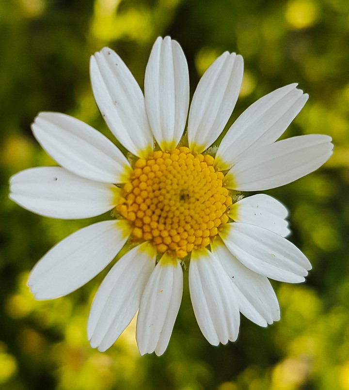 #flover