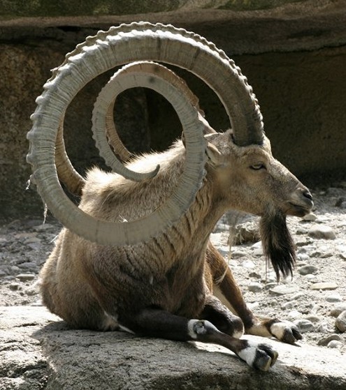horns