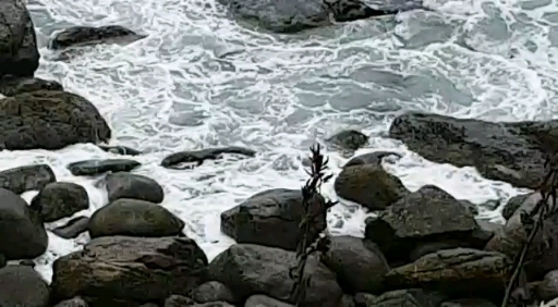 Seal