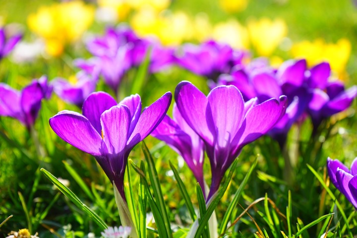 Crocus Flowers