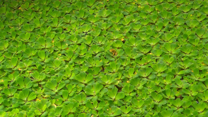 a frog