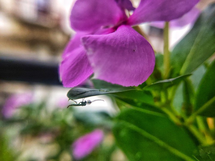 Mosquito on the Flower with a Round headspace