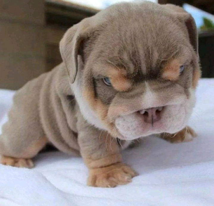Cute puppy in anger mood