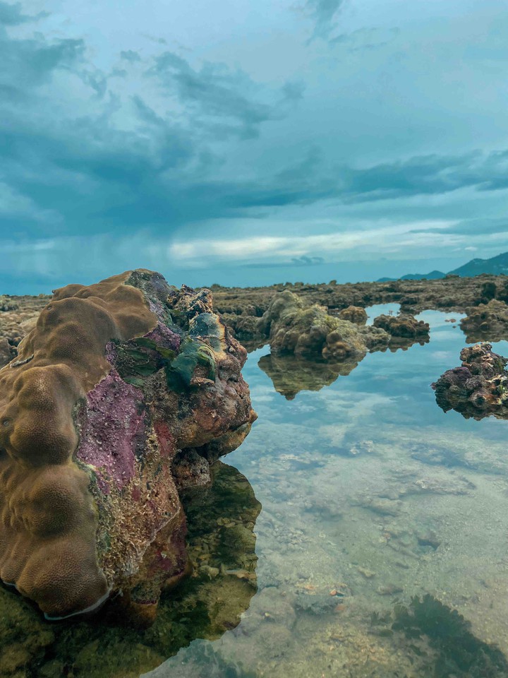 corals in pink