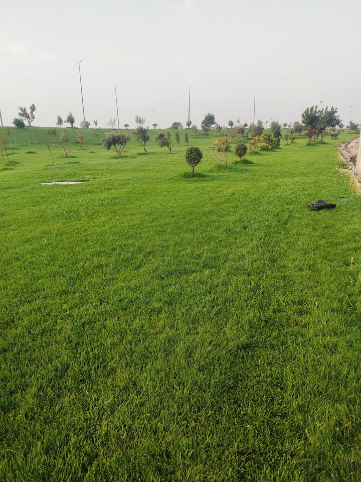 grass