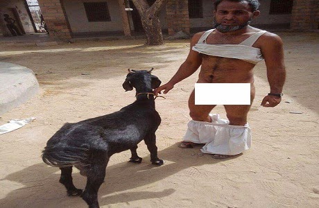 Goat before Ayesha is pre-workout for mohammad !!habibi!!
