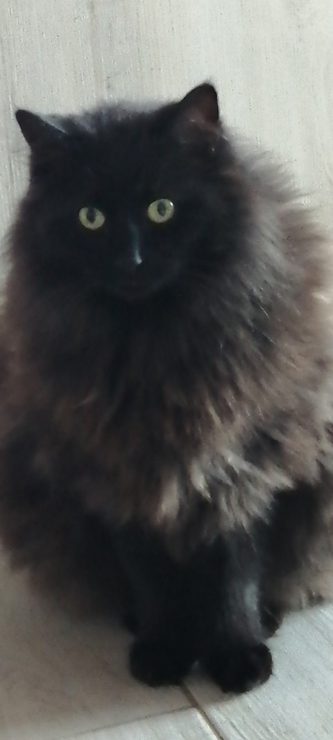fur, whiskers achtergronden