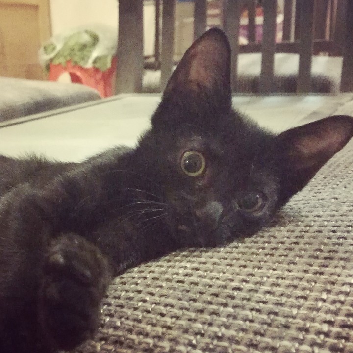 Kitty