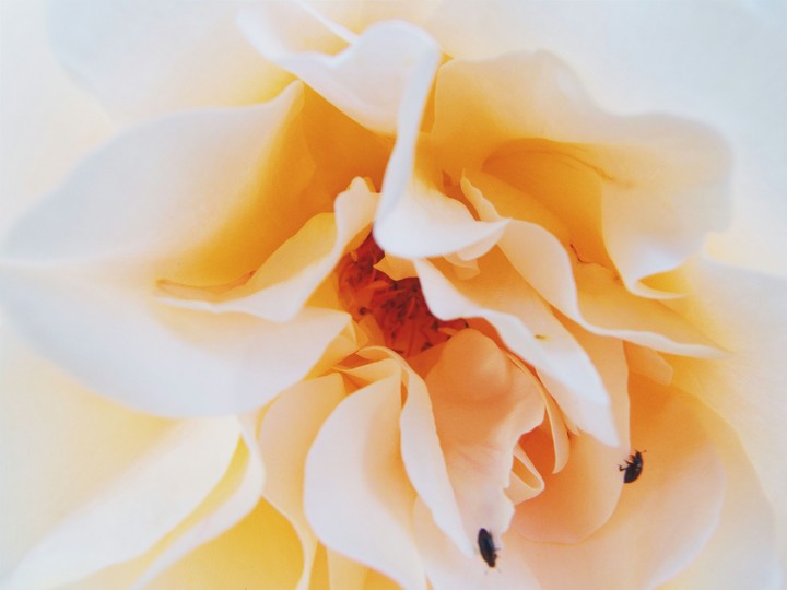 rose