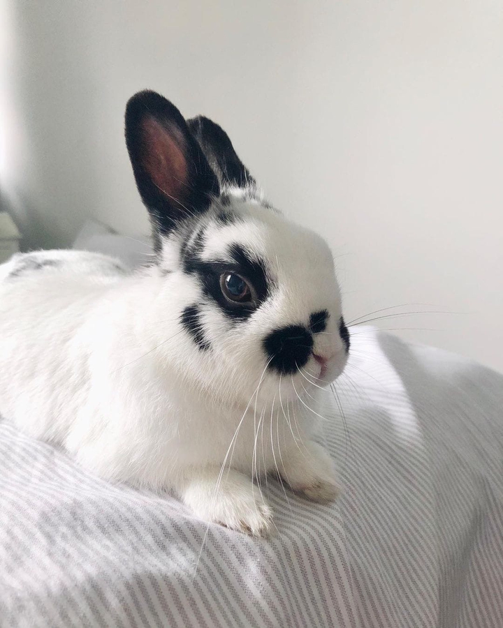 rabbit