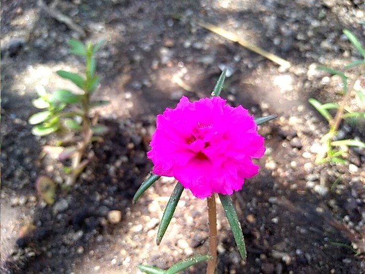Purple Flower