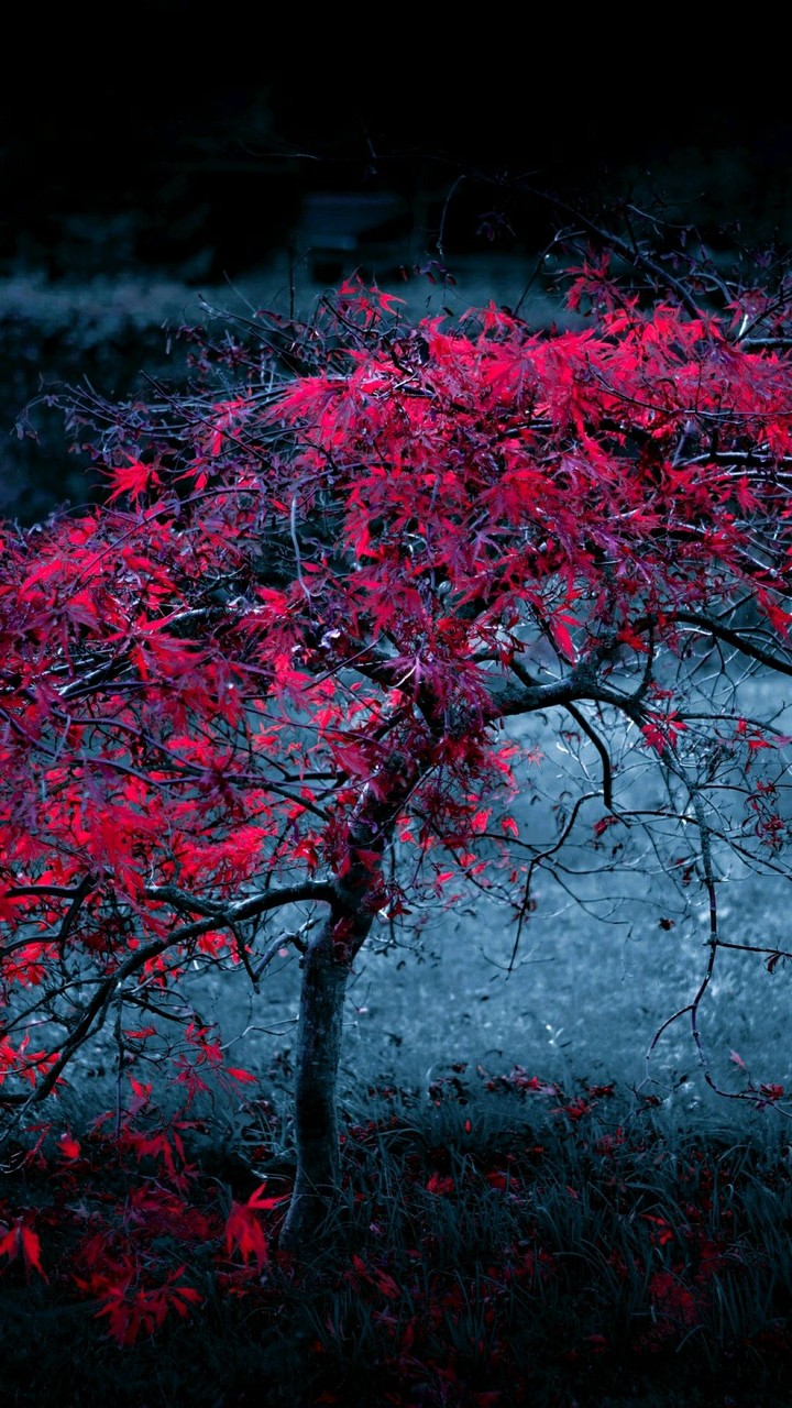 beautiful tree