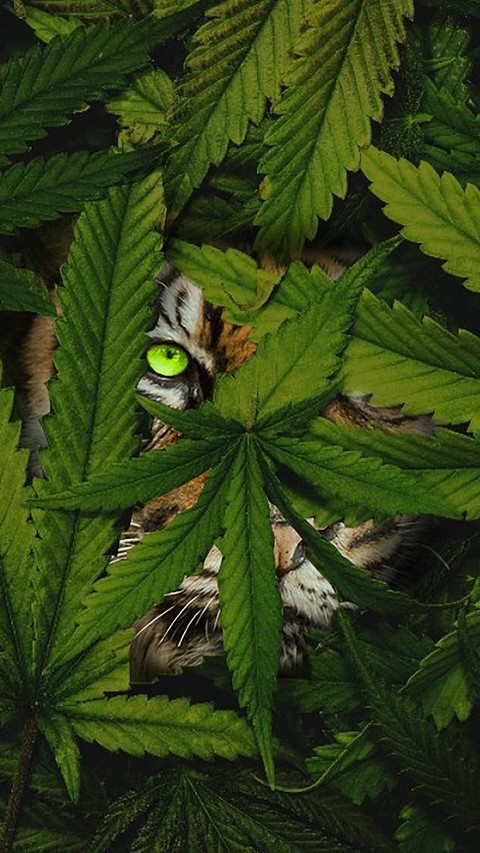 tiger
