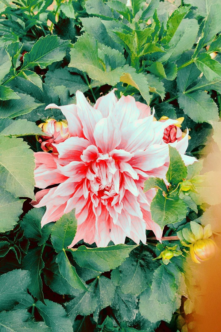 Floret