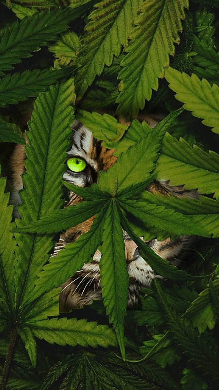 tiger