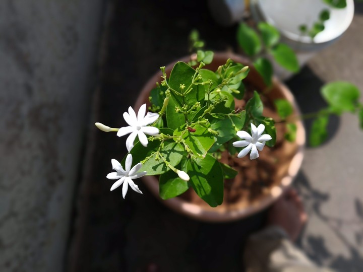 flowers