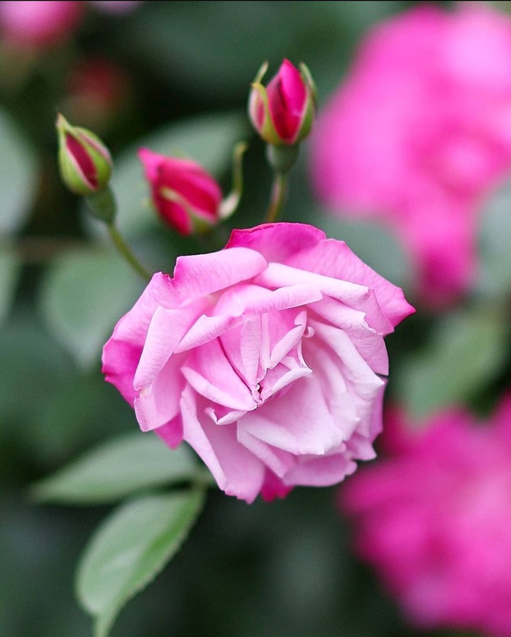 Pink Rose