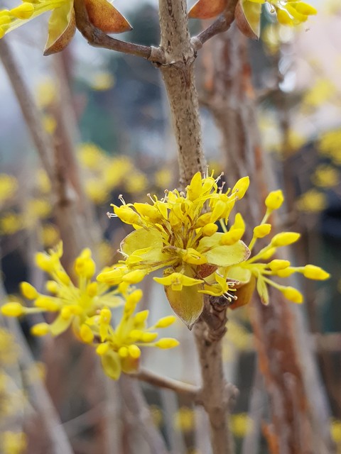 hình nền flower, tree