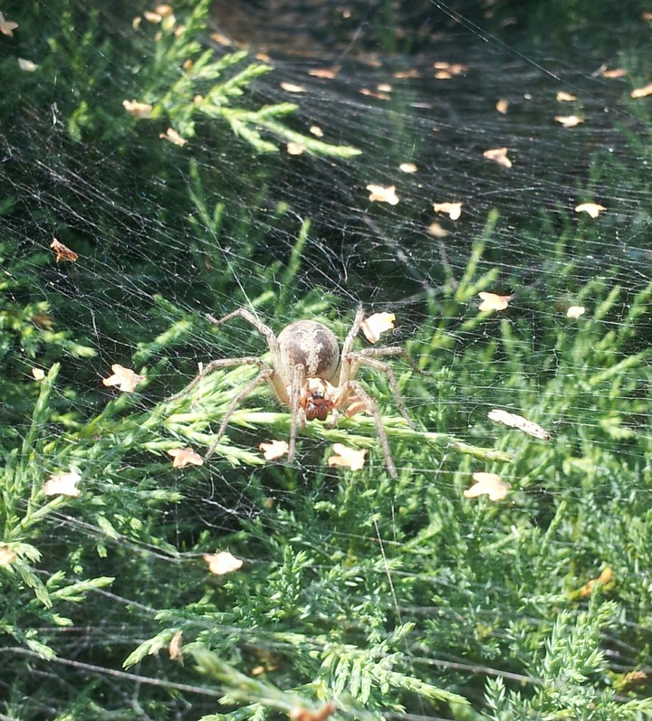 Spider