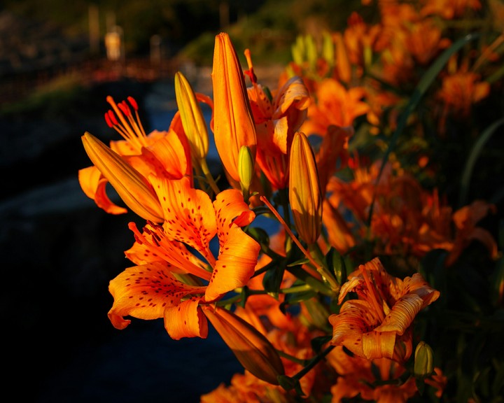 Flores