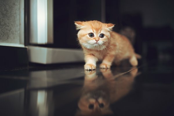 cat