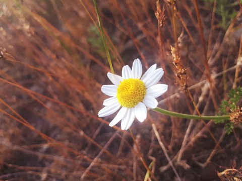 petal, daisy wallpapers