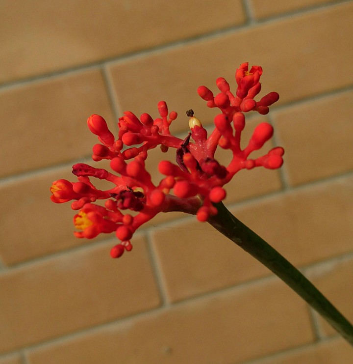 Cactus Flower